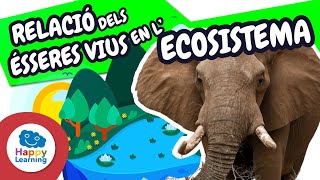 Relació Entre Els Éssers Vius I Lecosistema Vídeos Educatius Per A Nens  
