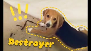 4monthold puppy beagle loves destroying house