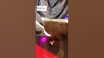 Papua New Guinea- Nơi tồn tại bộ tộc ăn thịt người #xuhuong #papuanewguinea🇵🇬 #SuThatLa