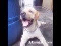 Dogs are killing it #Dubsmash