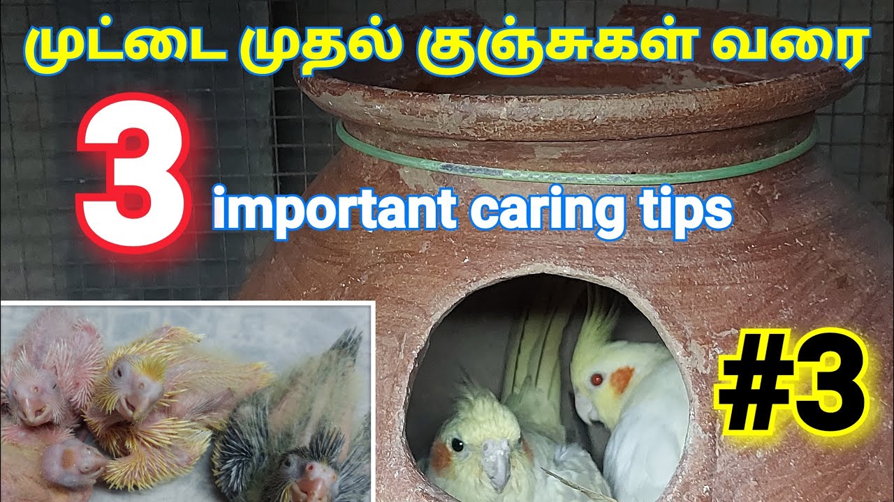 Cockatiel's egg to chick maintenance #3 | 3 important caring & Breeding tips in tamil |Real Feathers