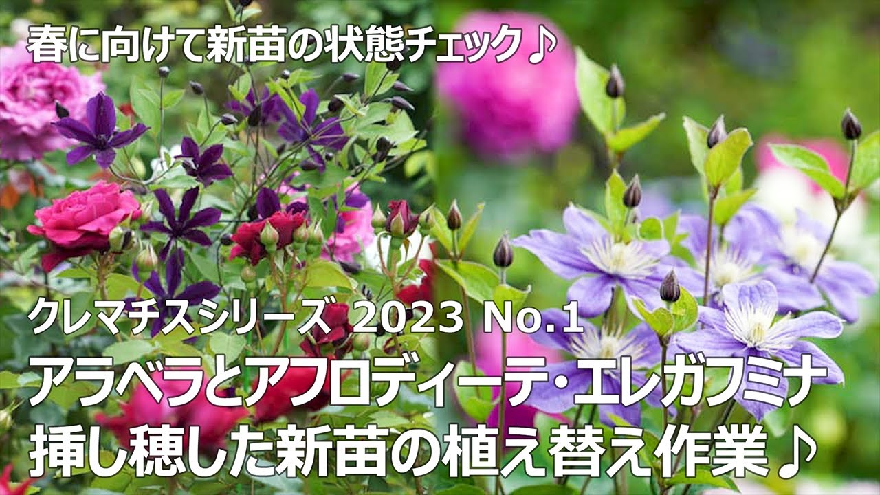 【クレマチスシリーズ2023　No.1】 アラベラとアフロディーテ・エレガフミナ ～春に向けての植え替え作業～