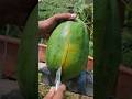 Viral Papaya Papaya
