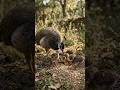 🌿✨ #ytshorts #wildlife