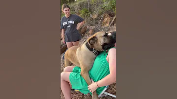 Big Boerboel Taking Cuddles 
