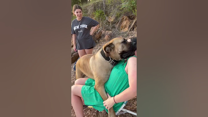 Big Boerboel taking cuddles