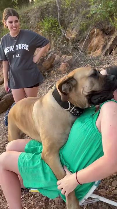 Big Boerboel taking cuddles