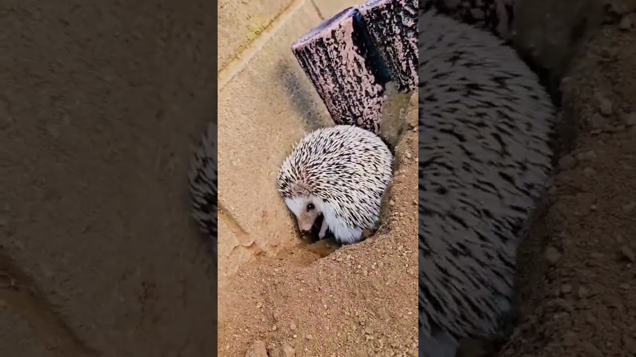 Erizo JUGANDO en la tierra | Erizoo México