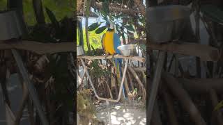 Macaw Moments In Maldives Dhigufaru Island Overwater Villa Experience, Best Resort In Maldives