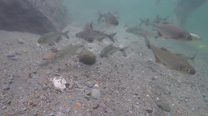 Costa Rica  Fish