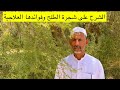 الشرح على شجرة الطلح وفوائدها العلاجية مع زعيم النحالين ابوسلمان