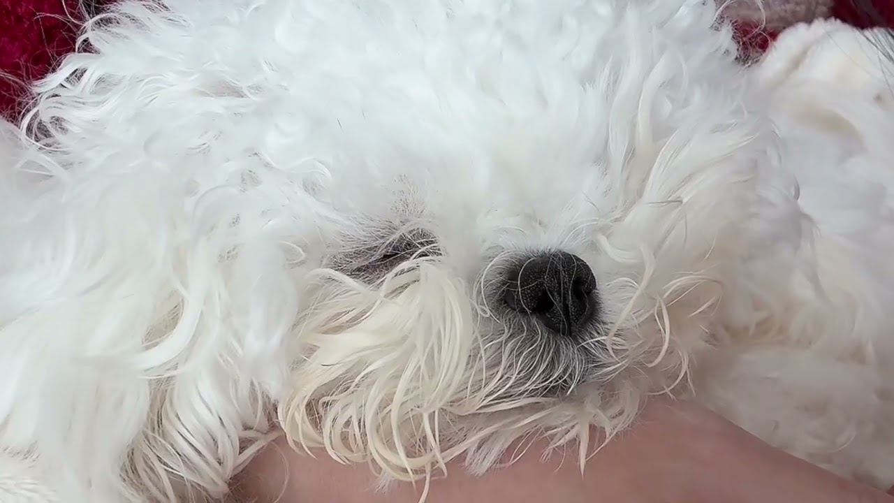 いびきが可愛い睡眠動画