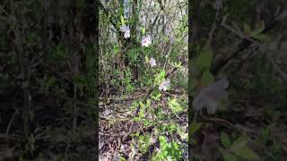 Борсук садівник  #animals