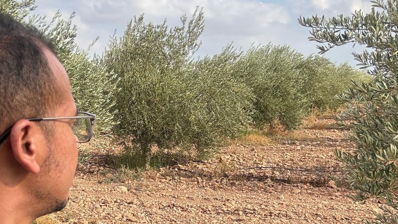 المعاملات بعد جني الزيتون #الزراعة #اكسبلور #الزيتون