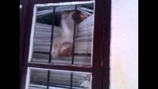 Cat window cleaner | Кот мойщик окон