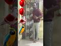Red Balloon 🎈 To Tota 🦜, Kabootar 🕊️, Mor 🦚, Hans 🪿, Funny Magic Video 🥳🤪 #shorts #trending