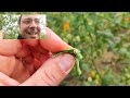 Monitoriamo la Tuta Absoluta nel Pomodoro dopo 4 giorni dal trattamento | Doppi e Diretti 1×7