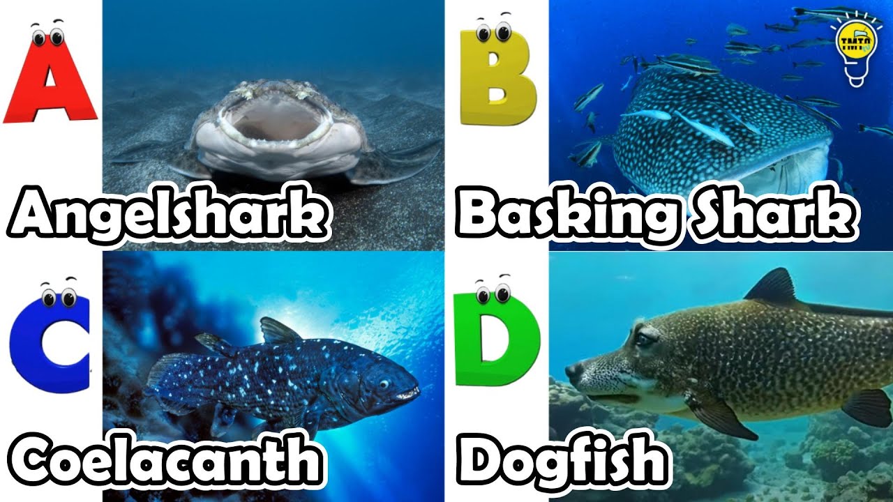 Алфавитный алфавит: животные | Песенка про морских животных | Детская песенка про алфавит 