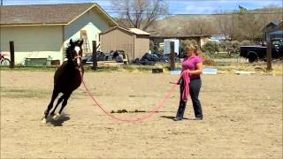 Sagarah 2007 Purebred Arabian Mare, *PADRON & *BASK Breeding