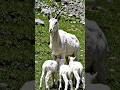 #WhiteMarkhor #Markhor #BabyMarkhor #Wildlife #Nature #MotherLove #AnimalFamily #WildlifePhotography