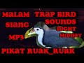 SUARA PIKAT RUAK_RUAK MALAM HARI ll trap bird night