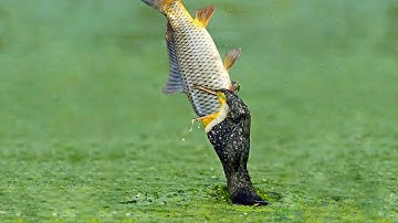 Cốc Đế Lớn | Loài Chim Nước Chuyên Săn Bắt Cá & Chung Sống Cùng Ngư Dân