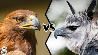 Golden Eagle VS Harpy Eagle - Who Is The King Of The Sky?