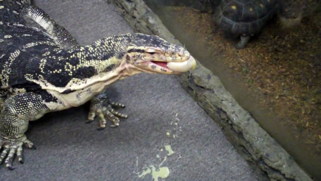 watershed Squirting egg lunch!