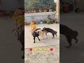 इन कुत्तों से आप कभी भी पंगा 👿💪न लें।। सही कहा ना। #dog #doglover
