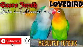 MASTERAN MURAI BATU⭐BURUNG LOVEBIRD JEDA 1-2 MENIT