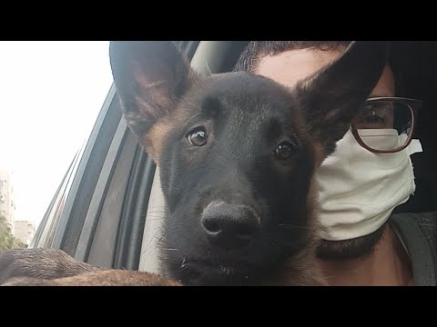 Bebe 3 Mois Malinois Youtube
