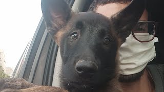 Bebe 3 Mois Malinois Youtube