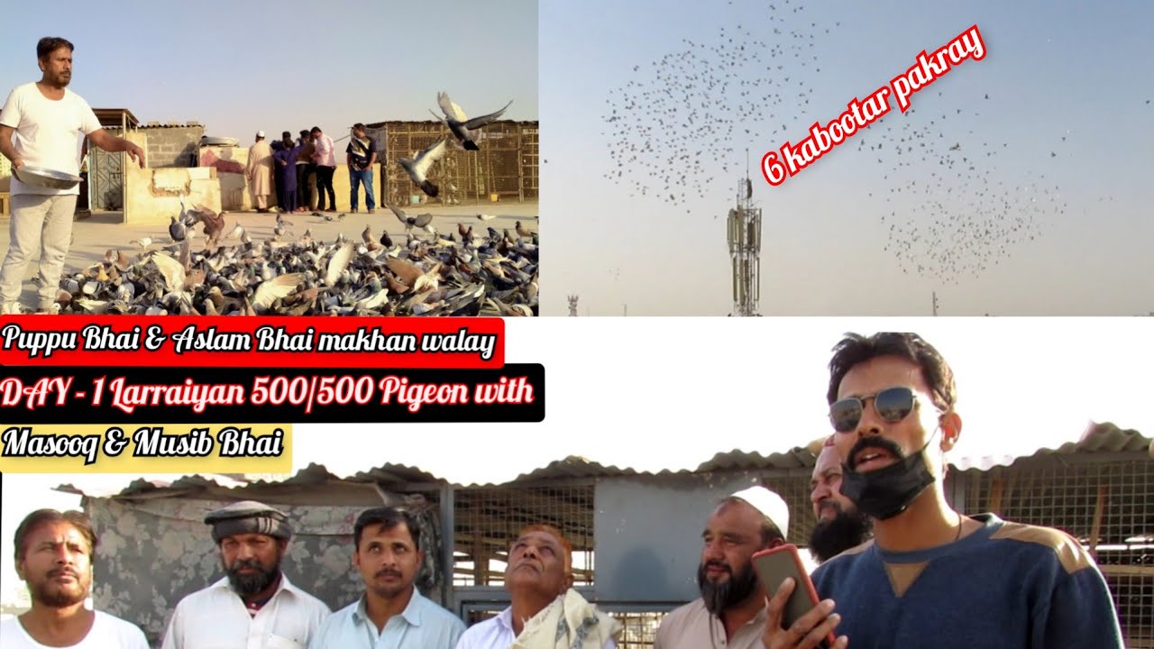 DAY - 1 Larraiyan 500/500 Pigeons of Pappu Bhai & Aslam Bhai Makhan wale with Masood & Musib Bhai