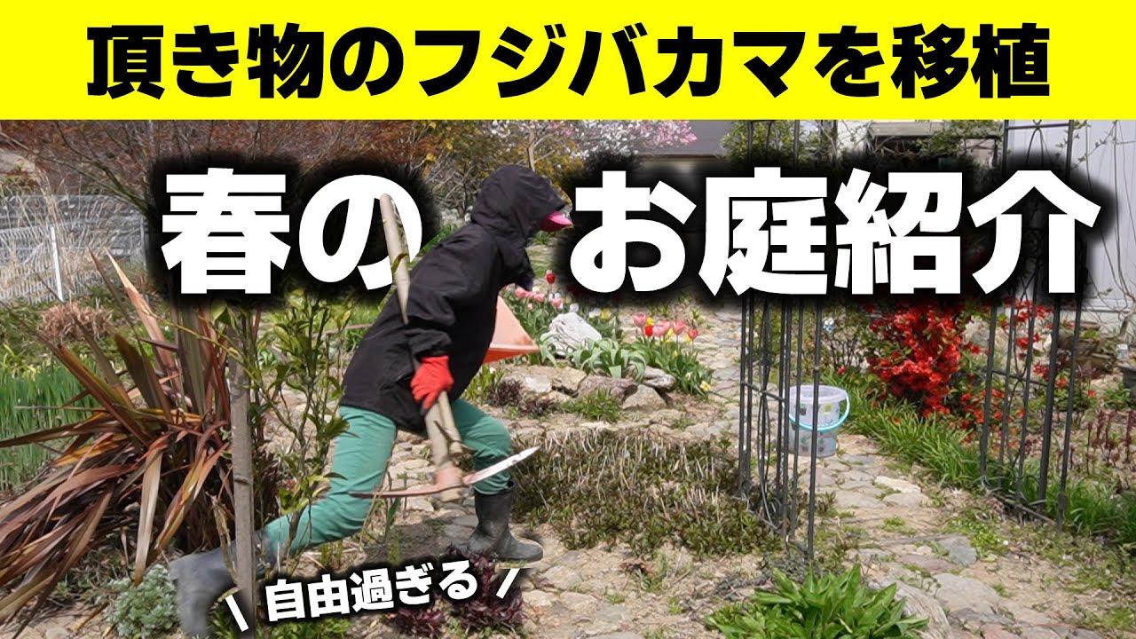 ロックガーデンにおすすめの「フジバカマ」春のお庭紹介♪クリスマスローズも！