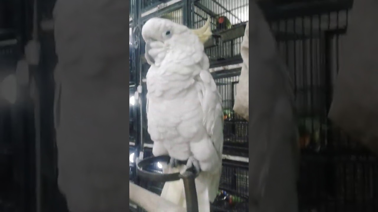 Cockatoo parrot in pakistan YouTube