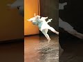 🤩Robots Steal The Show! Humanoid and human perform together! #unitree #humanoidrobot #robotshow