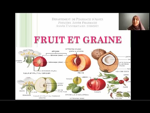 Vidéo: Variétés de fruits - Informations sur la classification des fruits