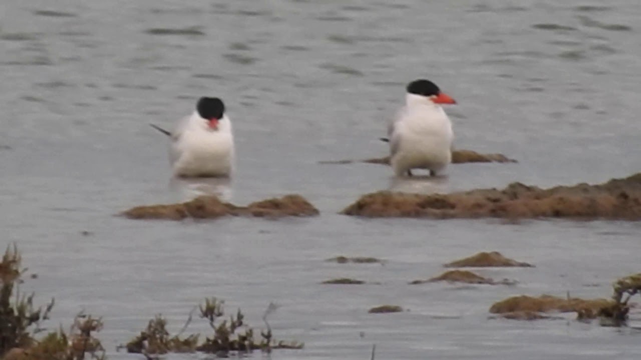 Caspian tern, Sterna maggiore (Hydroprogne caspia) 
