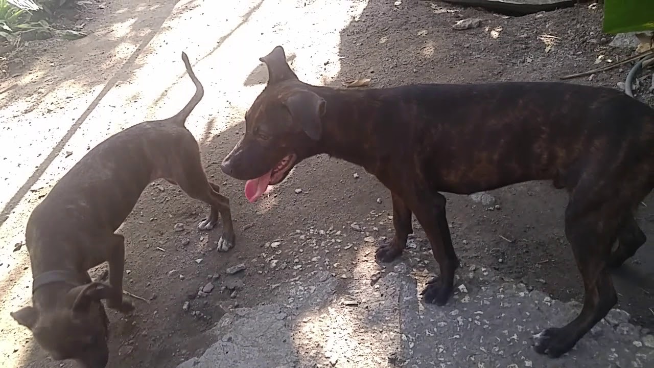 Terrier55 kennel Jamaica YouTube