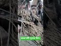 রাজশাহী সুগার মিল। #shorts