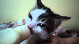 Alaptare Pisic Mic Cu Biberonul