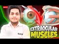 Top Ophthalmologist Reveals 3 Bizarre Muscles That Control Your Eyeballs