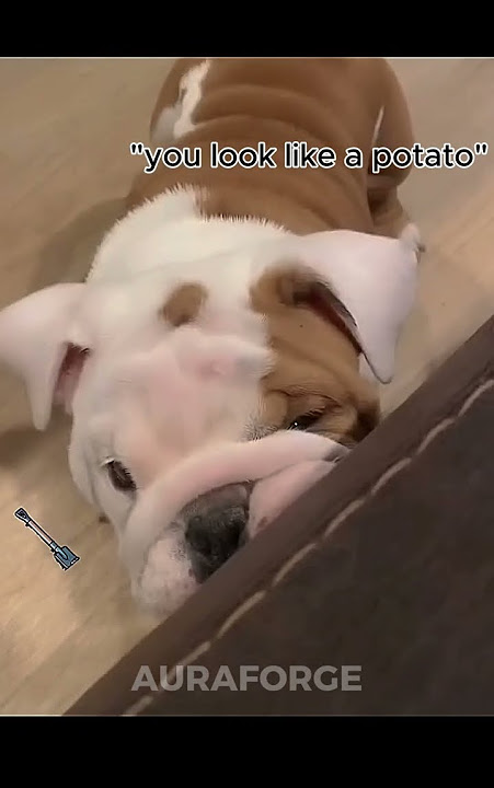 Last Dog Understood Everything | Dogs Can’t Understand English