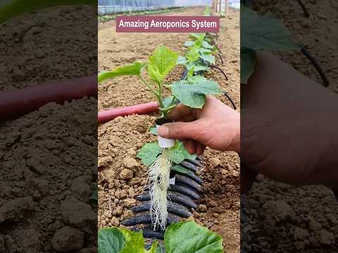 Amazing Aeroponics System