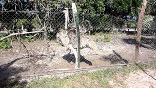 Natrures Call For An Ostrich