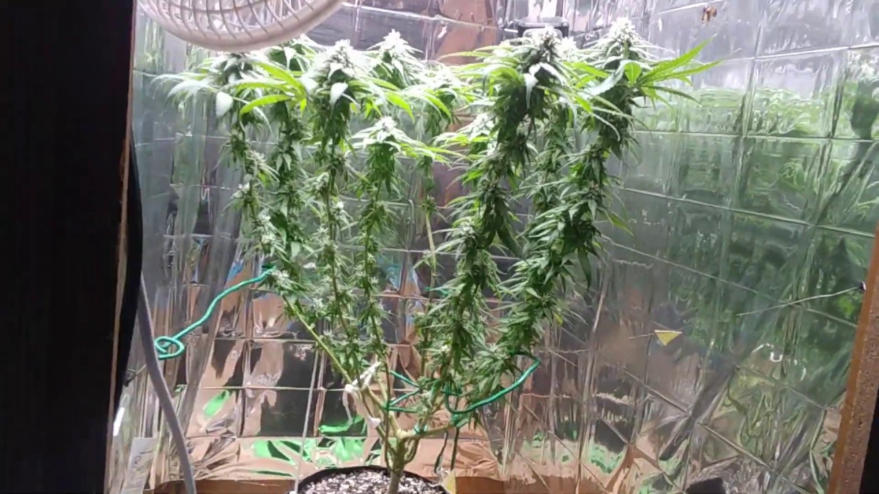 YGROW 600w -Week 5 of flower