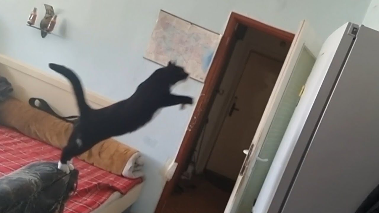 Training male cat at home (Misho)