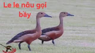 Tieng lele