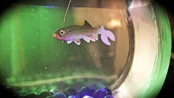 Arduino Robot Fish - Quick Project