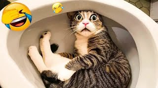 Try Not To Laugh Cats And Dogs Videos   Best Funniest Animals Video 2024